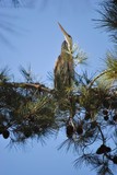 Heron In Tree