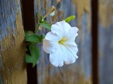 FLOWERS IN THE WALL 2