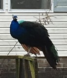 Pretty is a Peacock