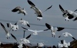 Snow Geese going North for the summer 