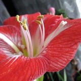 LILY'S   STAMENS