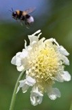 FLYING OVER A SCABIOSA ..