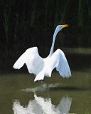 Great Egret