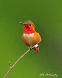 Allens Hummingbird 