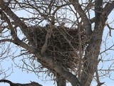 this nest used by generations & weighs > 1K pounds