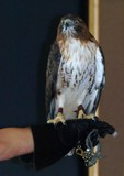 Red-Tailed Hawk 065