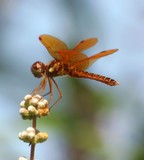 E. Amberwing on Chasteberry