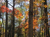 Pretty forest