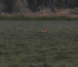 run Red Fox run