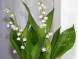 LILY OF THE VALLEY FOR A HAPPY LABOR DAY !!!