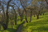 Trail on Mt. Wanda in Spring - March 2019