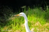 Great Egret Lake Forest California
