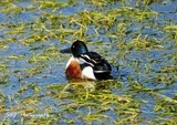 Northern Shoveler 