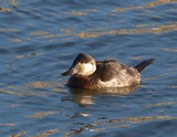 Female Ruddy Duck 076
