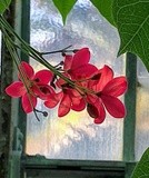 RED JATROPHA BY THE WINDOW