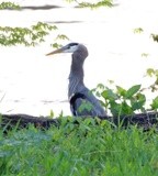 Heron in profile