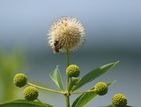 Button Bush Bee
