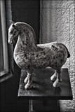 Statuesque Equine