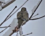 Dove and Snow Covered Branches
