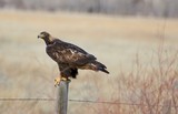 male Golden Eagle