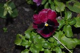 BURGUNDY PANSY