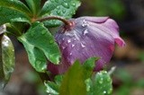 WET HELLEBORE