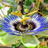 PASSION FLOWER