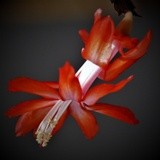 SCHLUMBERGERA IN RED AND PINK ..