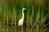 Great Egret 