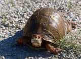 Spring Creek Box Turtle