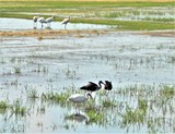 White Ibis Migration