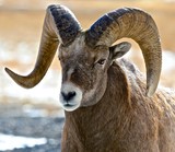 Big Horn Ram
