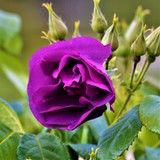 PURPLE ROSE ...