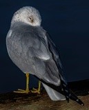  Gull at Ferry Point - February 13 2024