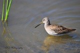 Long Billed Dowitcher 