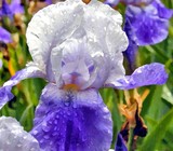 White and Blue Iris
