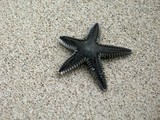 Starfish