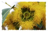 Yellow Gum Flower