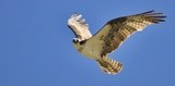 Osprey looking at you....click to enlarge