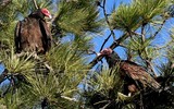 Turkey Vultures at Rest - February 2019