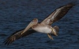 Brown Pelican Arrival -10_25_21