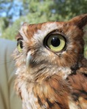 Screech Owl