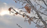 Snow on Tree