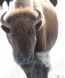 American Bison, in situ