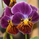 DOUBLE PANSIES ...