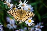 Great Spangled Fritillary