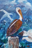 Brown Pelican