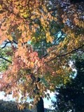 Autumn Season Tree photo- September 2022