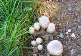 Family of Mushrooms 