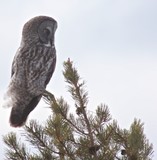 Great Grey Owl